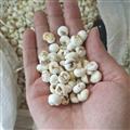 京輝藥業(yè) 平貝 貝母 0.8平頭 實(shí)物拍攝 無(wú)美顏