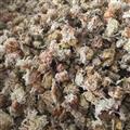 白色菊花 河北菊花 祁菊花 萬信藥業(yè)只做保真藥材 今年新貨 產(chǎn)地 河北省