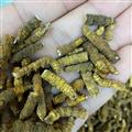 冬蟲夏草 蟲草斷肉節(jié)小條 產(chǎn)地 西藏自治區(qū)那曲地區(qū)那曲縣