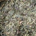 霜桑葉 黃桑葉統(tǒng)貨 萬信藥業(yè) 霜打后的桑葉 產(chǎn)地 山東省