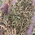 黨參 3號篩下顆粒 產(chǎn)地 甘肅省定西市渭源縣