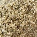 菊花 4號(hào)篩下花沫 產(chǎn)地 安徽省亳州市譙城區(qū)