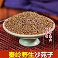 秦岭山区野生沙苑子 正品沙宛子新货精选