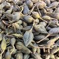 連翹 青翹水煮（汽蒸）選貨，干凈無(wú)雜質(zhì)無(wú)癟子夠揮發(fā)油 產(chǎn)地 山西省長(zhǎng)治市