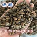 連翹 青翹 水煮連翹(氣蒸)凈貨 顆粒飽滿 過(guò)篩無(wú)籽 味道濃郁 低價(jià)沖量