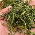 新辉药业肾茶 化石草 肾精化石草 猫须草