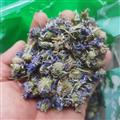 新輝藥業(yè)山蘿卜 山蘿卜花 蘭盆花 藍(lán)盆花  輪鋒菊 松蟲(chóng)草