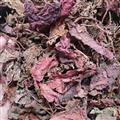 京輝藥業(yè) 紅天葵 野生 紫背天葵 紅葉 正品 促銷
