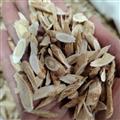 京輝藥業(yè) 黃芪 指甲片