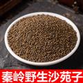 秦岭山区野生沙苑子 新货日晒精选