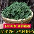 秦岭道地野生新鲜侧柏叶 正宗侧柏叶 泡水洗头500g