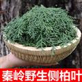 秦岭山区道地野生侧柏叶 正宗侧柏叶 新鲜采摘无硫无添加500g