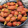 栀子中药材新货野生黄栀子果菊苣栀子茶栀子花粉卤肉上色