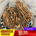 藜芦（人头发）