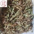 蒲公英 家種蒲公英統(tǒng)貨 產(chǎn)地 山東省 過篩發(fā)貨