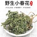 秦嶺道地野生小春花 陰地蕨 一朵云 蛇不見 獨(dú)立金雞破天云