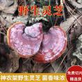 精選神農(nóng)架野生靈芝 新貨日曬無(wú)硫正品