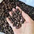 新輝藥業(yè)砂仁  殼砂  國產(chǎn)砂仁 進(jìn)口砂仁  