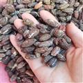 新輝藥業(yè)砂仁  殼砂 國產(chǎn)砂仁