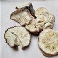 菊苣 统 产地 河北省邢台市