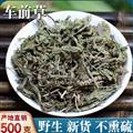 秦嶺道地野生車(chē)前草 車(chē)前子 新貨精選日曬無(wú)硫