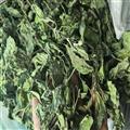 薄荷 葉 產(chǎn)地 河北省