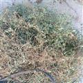地錦草鋪地紅奶漿草鋪地錦統(tǒng)貨2024新貨