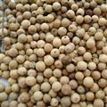白胡椒 精品 味道濃郁 萬信藥業(yè) 值得信賴 產(chǎn)地直銷 產(chǎn)地 海南省