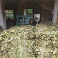枇杷叶 枇杷叶精选货 产地 福建省莆田市仙游县
