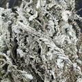 鹿茸草六月霜千年艾千重塔 晒干白地蜈蚣新货