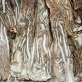 当归 当归佛手片 选 产地 甘肃省 质量保证 量大从优