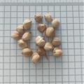 精品白豆蔻 白寇 白叩 豆蔻选货 纯干货