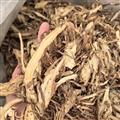 当归 无硫全当归0.4个筛 产地 甘肃省定西市陇西县