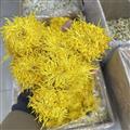 新輝藥業(yè)菊花 金絲皇菊 修水黃菊 優(yōu)質(zhì)花茶