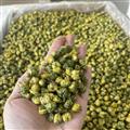 新輝藥業(yè)菊花 胎菊 桐鄉(xiāng)胎菊優(yōu)質(zhì)花茶
