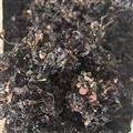 海藻 海藻统货 道地药材 实图拍摄 产地 山东省