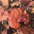 灵芝 灵芝个统货 道地药材 实图拍摄 产地 吉林省