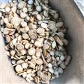 白芍 白芍圓片中小統(tǒng)片0.2-1.6 產(chǎn)地 安徽省
