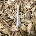 當歸 無硫當歸一棵樹 產地 甘肅省