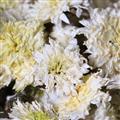 菊花 精選貢菊花 黃山貢菊花 徽菊新貨 量大從優(yōu) 