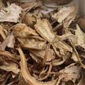 當歸 當歸無硫過篩無沫新貨顏色好產(chǎn)地甘肅
