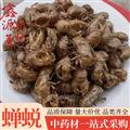蟬蛻 未水洗 凈貨不帶土 蟬蛻統(tǒng)貨 產(chǎn)地 山東省