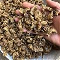 蟬蛻 通碎 產(chǎn)地 北京市