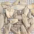 海螵蛸 【魚骨 海蛸 烏賊骨 墨魚骨】【過0.2篩無沫無顆粒】海螵蛸小個(gè) 產(chǎn)地 廣東省