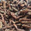 夏枯球 夏枯草 【優(yōu)質(zhì)精選】大花夏枯球凈貨 產(chǎn)地 河南省