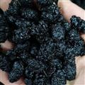 桑葚子 精選食用桑葚 桑椹大選貨 產地 四川省 地道藥材  天一百草藥業(yè)