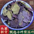 秦嶺山區(qū)道地野生小葉紫蘇葉 新貨精選