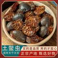 【精选大个】秦岭山区道地土元 土鳖虫 地鳖虫 新货无硫
