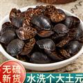 【精选大个】秦岭山区道地土元 土鳖虫 地鳖虫 新货无硫