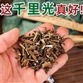 秦岭山区道地野生千里光 眼明草 九里光 新货精选日晒无硫500g